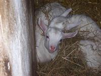 Capra hircus hircus - domestic goat