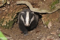 Meles meles - Eurasian Badger