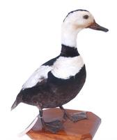 Image of: Camptorhynchus labradorius (Labrador duck)