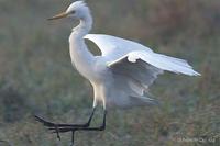 Image of: Egretta intermedia (intermediate egret)