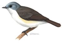 Image of: Newtonia fanovanae (red-tailed newtonia)