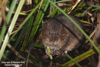 Arvicola terrestris - European Water Vole