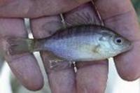 Image of: Lepomis macrochirus (bluegill)