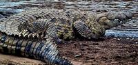 Image of: Crocodylus niloticus (Nile crocodile)