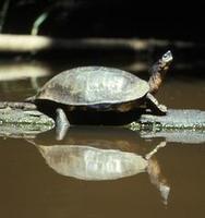 Image of: Dermatemys mawii (Mesoamerican river turtle)