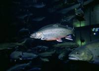 Salvelinus fontinalis - Aurora Trout