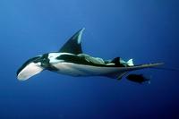 Image of: Manta birostris (Atlantic manta)