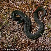 Vipera berus - Adder