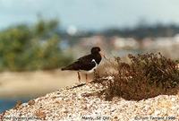 Pied Oystercatcher - Haematopus longirostris