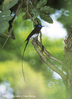 Japanese Paradise-flycatcher - Terpsiphone atrocaudata