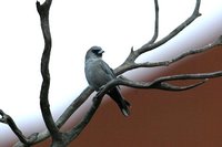 Black faced Woodswallow