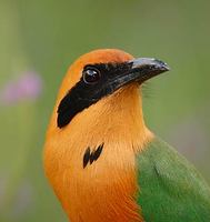 Rufous Motmot (Baryphthengus martii) photo