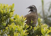 Bearded Guan - Penelope barbata