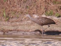 Limpkin - Aramus guarauna