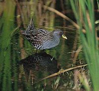 Australian Crake - Porzana fluminea