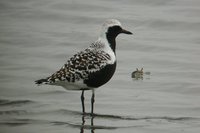 Black-bellied Plover - Pluvialis squatarola