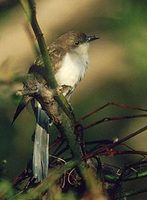 Black-billed Cuckoo (Coccyzus erythropthalmus) photo