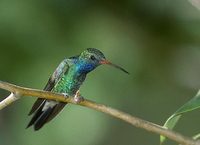 Broad-billed Hummingbird (Cynanthus latirostris) photo