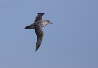 Gray Petrel (Procellaria cinerea) photo