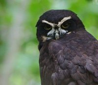 Spectacled Owl - Pulsatrix perspicillata