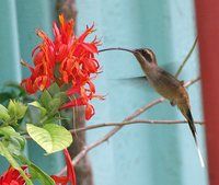 Western Long-tailed Hermit - Phaethornis longirostris