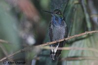 White-tailed Hillstar - Urochroa bougueri