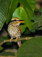 Spotted Kingfisher - Actenoides lindsayi