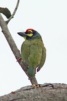 Coppersmith Barbet - Megalaima haemacephala