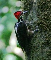 Crimson-crested Woodpecker - Campephilus melanoleucos