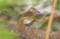 Natterer's Slaty-Antshrike - Thamnophilus stictocephalus