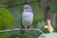 Gray Elaenia - Myiopagis caniceps