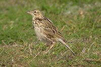 Correndera Pipit - Anthus correndera