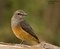 Little Rock-Thrush - Monticola rufocinereus