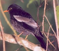 Gray-winged Blackbird - Turdus boulboul