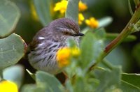 Karoo Prinia - Prinia maculosa