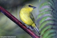 Bornean Whistler - Pachycephala hypoxantha