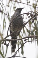 Brush Wattlebird - Anthochaera chrysoptera