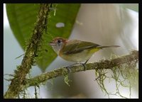 Rufous-naped Greenlet - Hylophilus semibrunneus