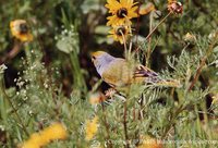 Cape Canary - Serinus canicollis