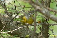 Nashville Warbler - Vermivora ruficapilla