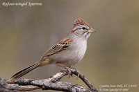 Rufous-winged Sparrow - Aimophila carpalis
