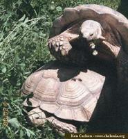 African Spurred Tortoise, Geochelone sulcata