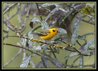 Golden-Tanager.jpg