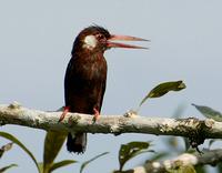 White-eared jacamar