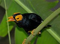 yellow-faced myna ( Mino dumontii ) Flickr