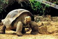 Galapagos Giant Tortoise (Geochelone elephantopus) photo