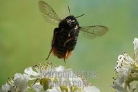 Red tailed bumble bee ( Bombus lapidarius ) stock photo