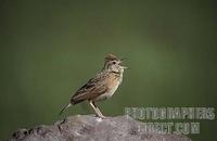 Rufous naped lark , Mirafra africana , Hwange National Park , Zimbabwe stock photo