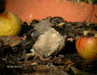 Rose-coloured Starling near Oswestry 18th November 2005