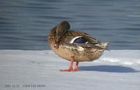 청둥오리 Mallard Anas platyrhynchos